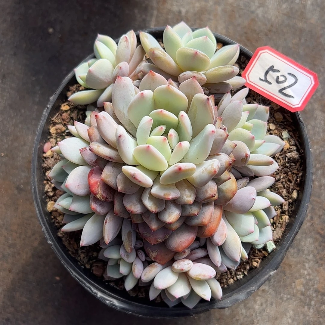 502号星星橙，一物一拍