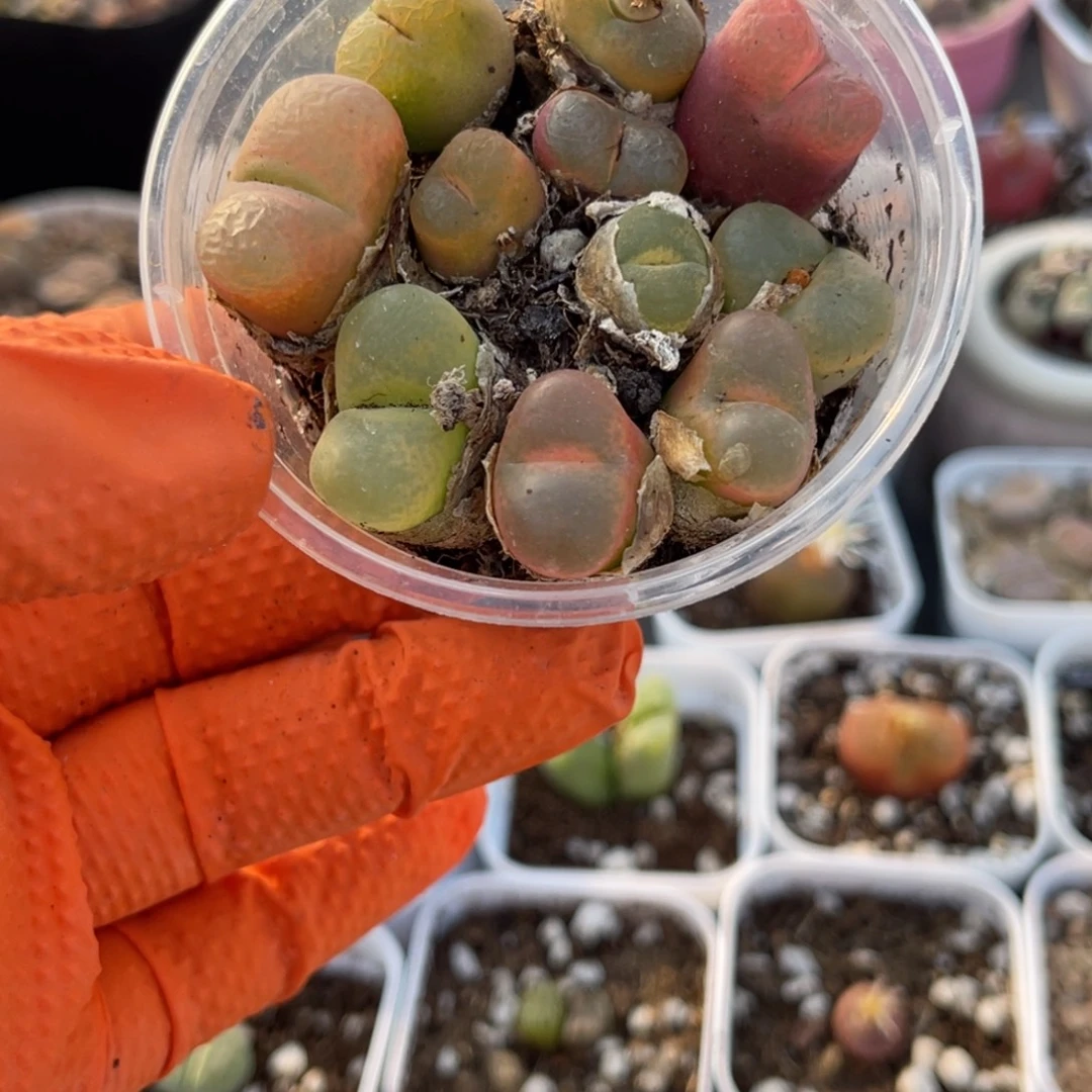 多肉植物一物一拍21