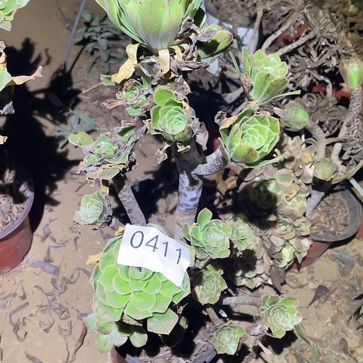 多肉植物法师不包断枝411原始绿