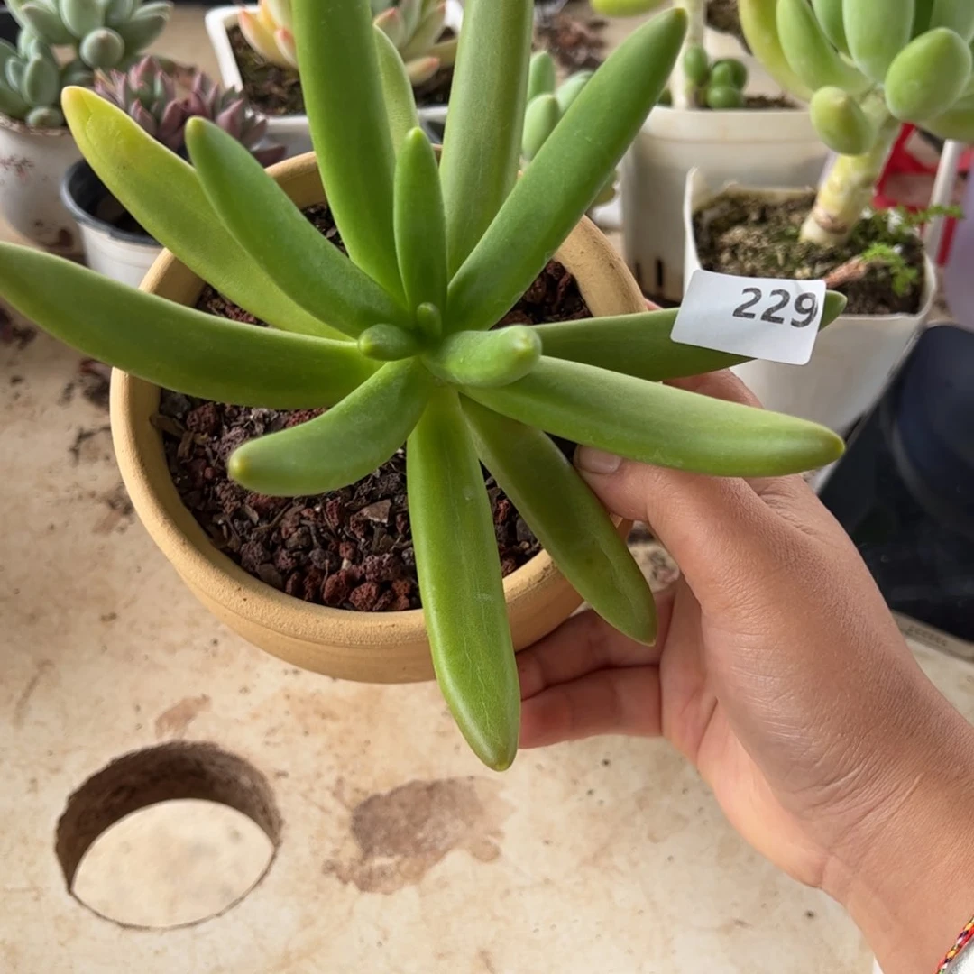 【闪购商品】椰子树。 229。11111111