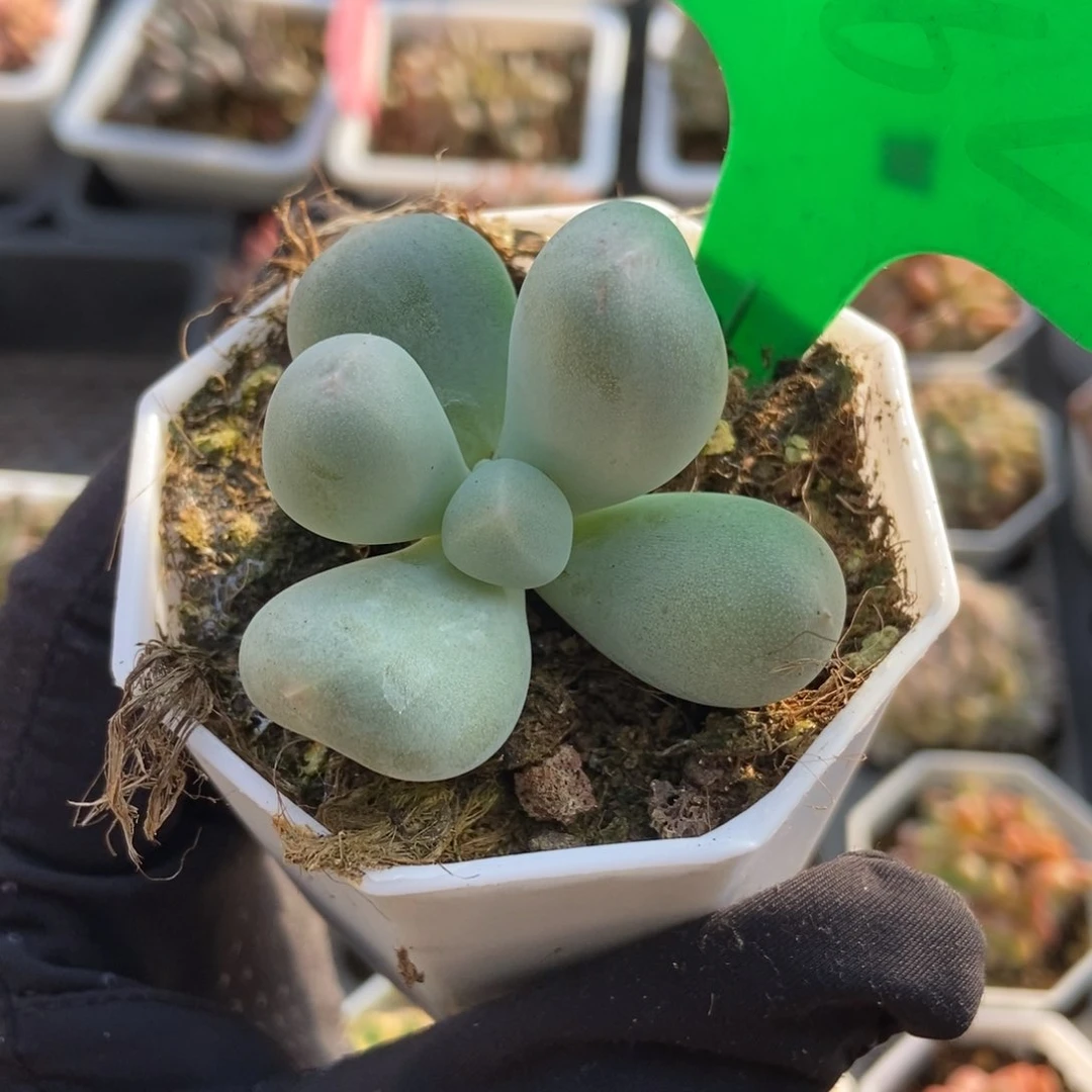 桃*。882米可奶多肉植物