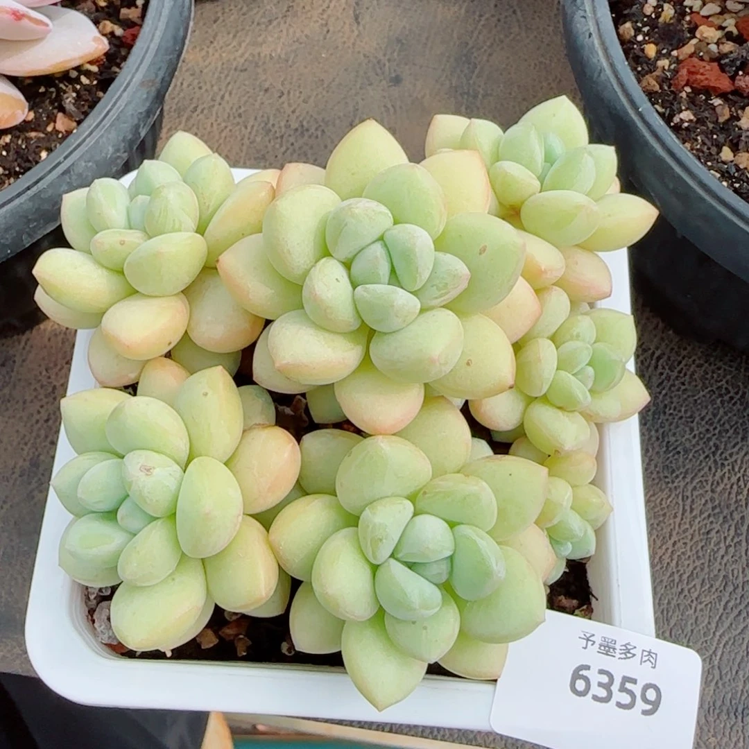 泡泡糖无砍，6359多肉植物