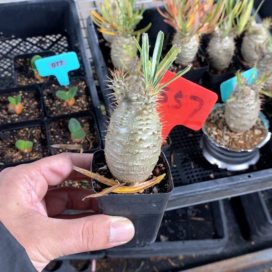 象牙宫多肉植物一个
