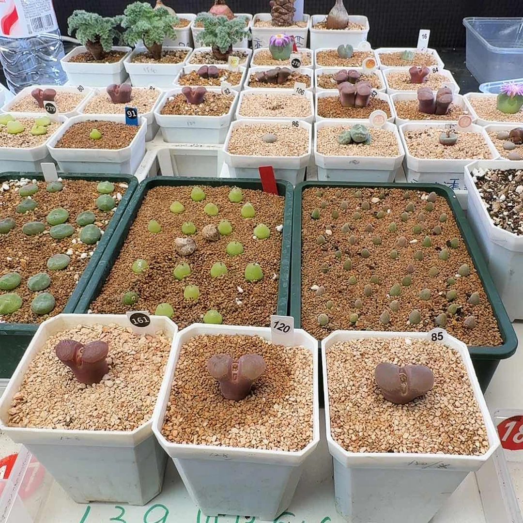 多肉植物福利风铃130