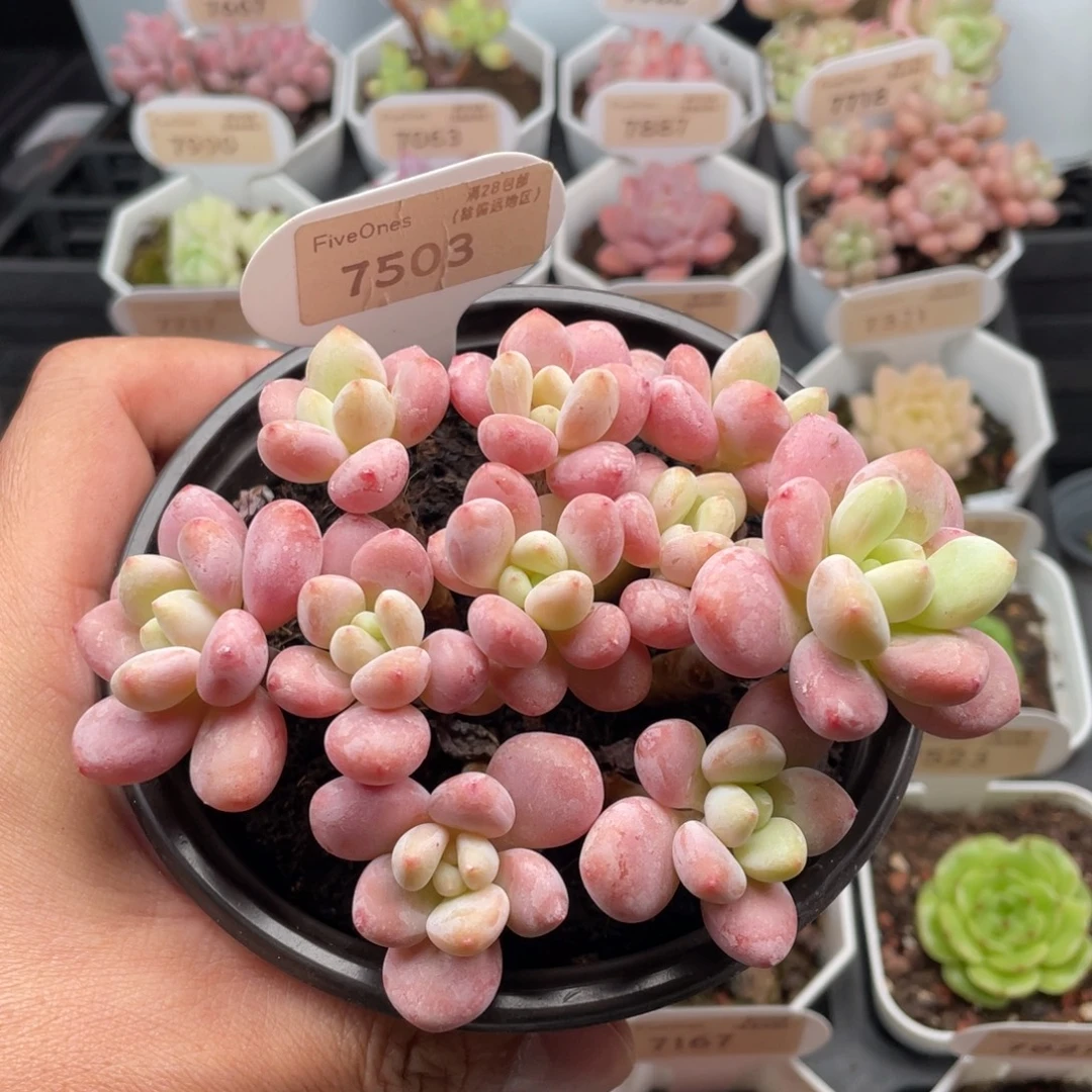 樱花洛神7503-12厘米