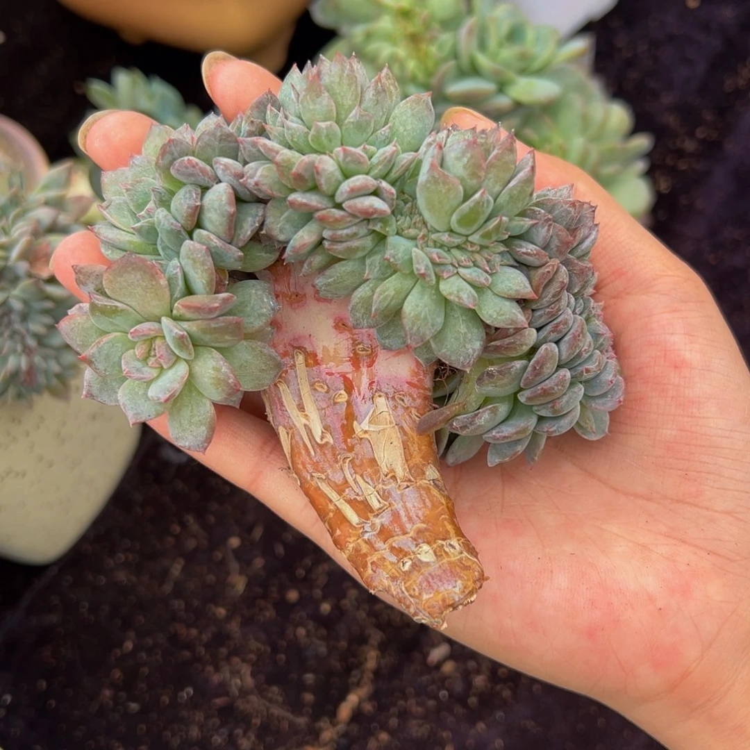 秘境琥珀缀乌梅子