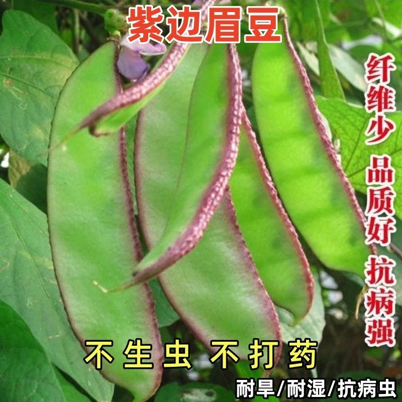 【全场满8包包邮】紫边眉豆种子