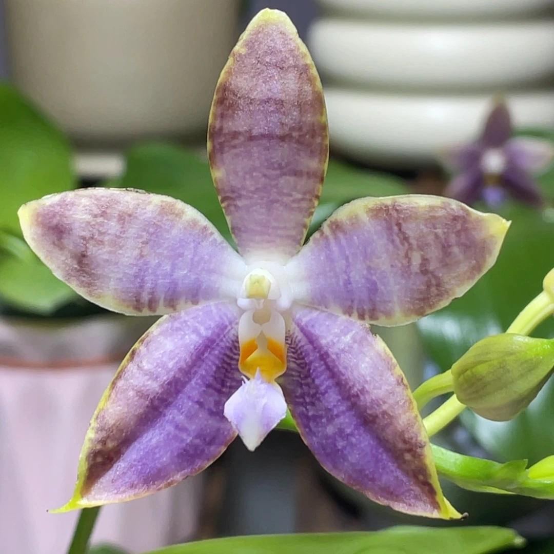 完全开放金虎交蓝豹