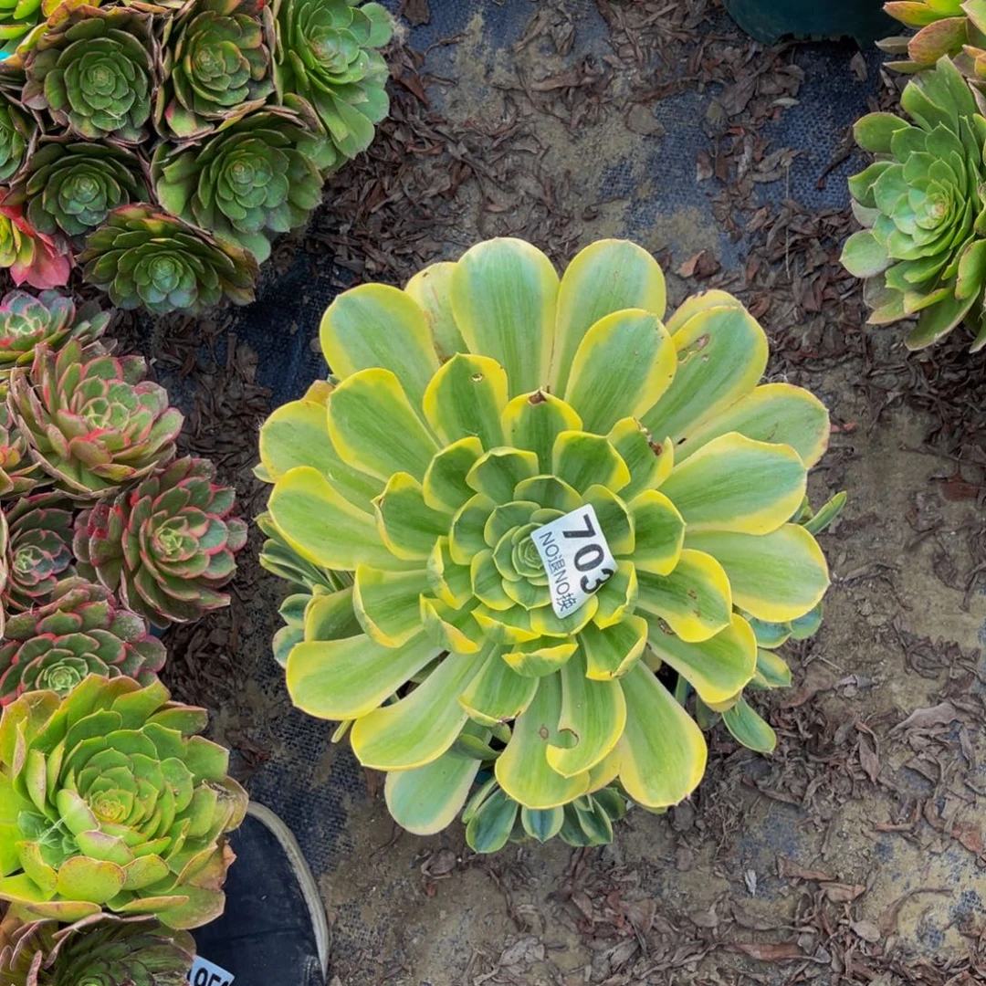 香炉盘白法师1-31