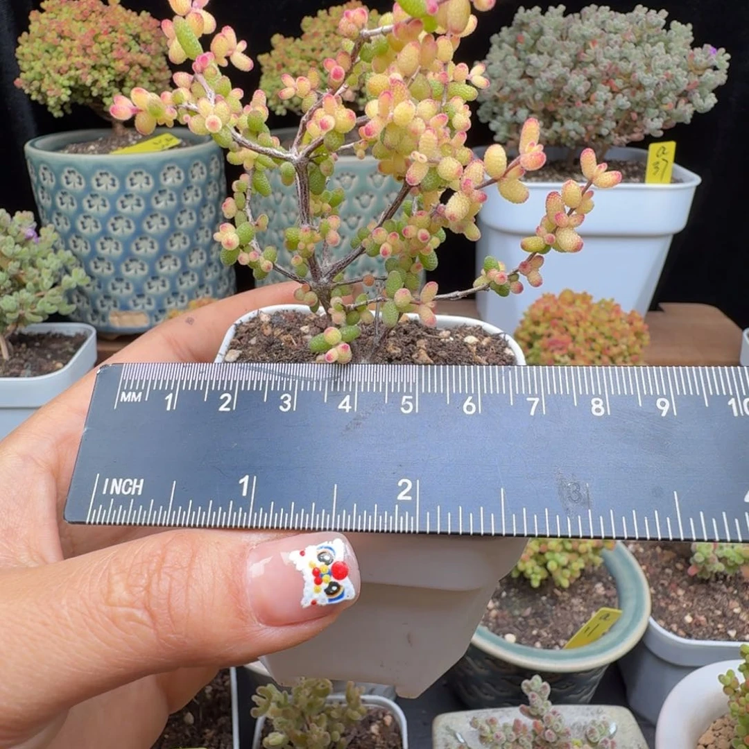 声****露a26号假飞机猪点赞福利