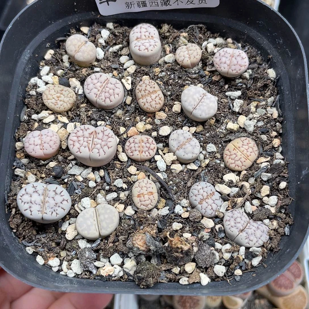 700000000花花花花花怀胎啊