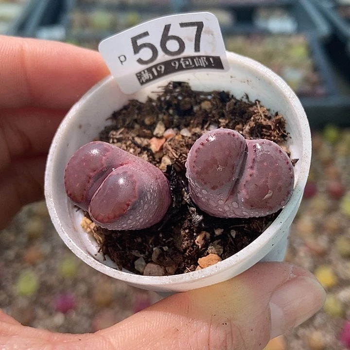 大舅生石花肉锥多肉567