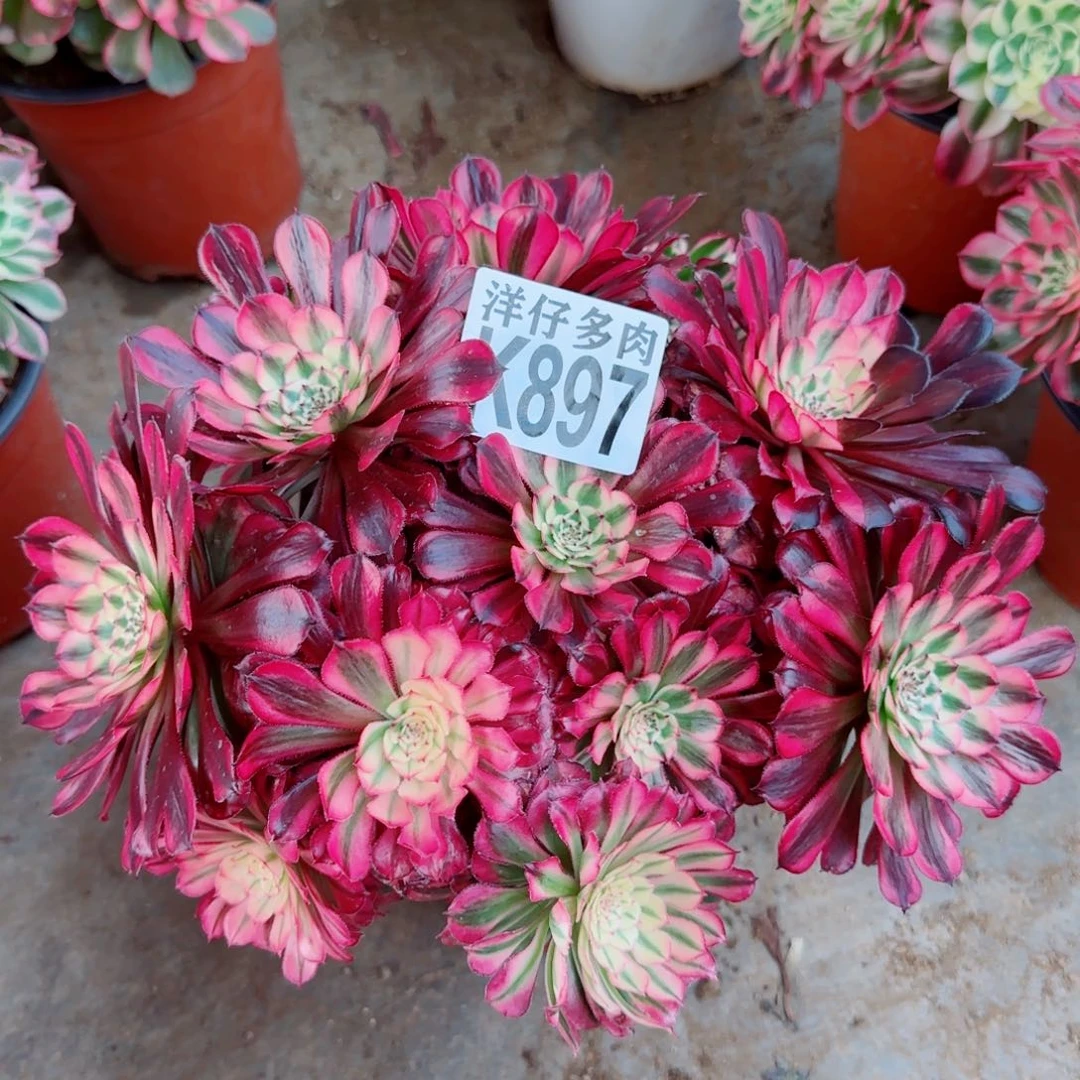 897红铜白法师园艺官服25左右2号