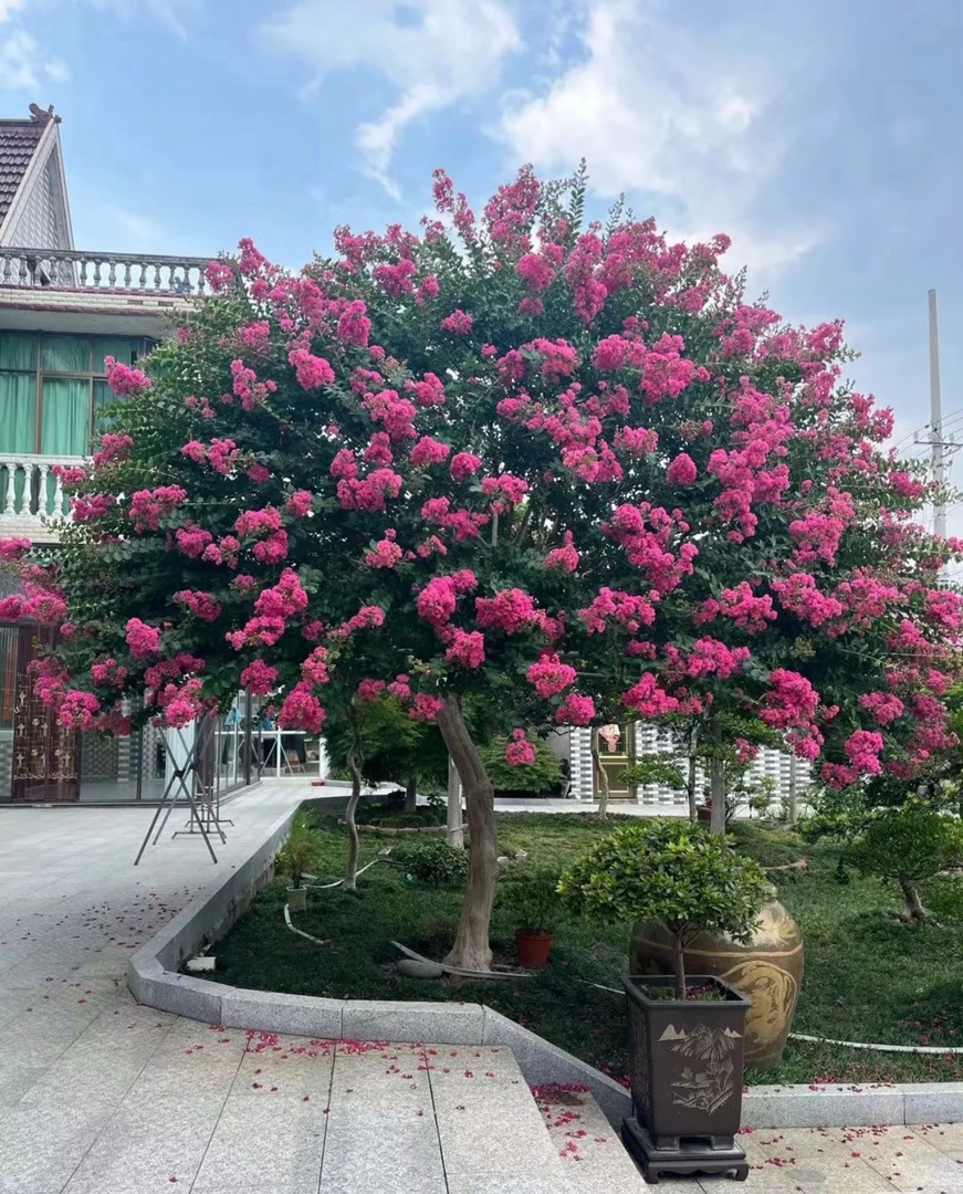 紫薇老桩百日红绿化耐热耐寒庭院植物花期120天绿植绿植盆栽
