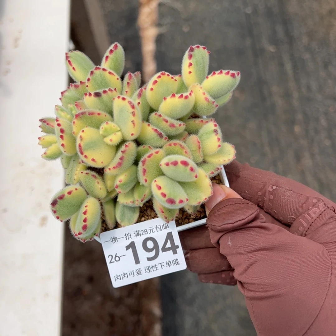 白熊多肉多肉多肉多肉