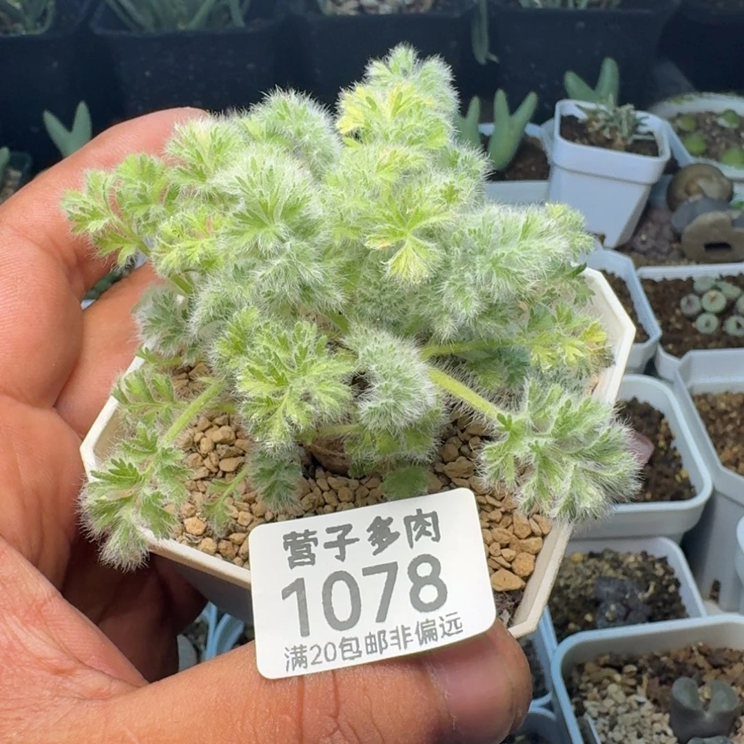 羽叶杨奎带盆土。