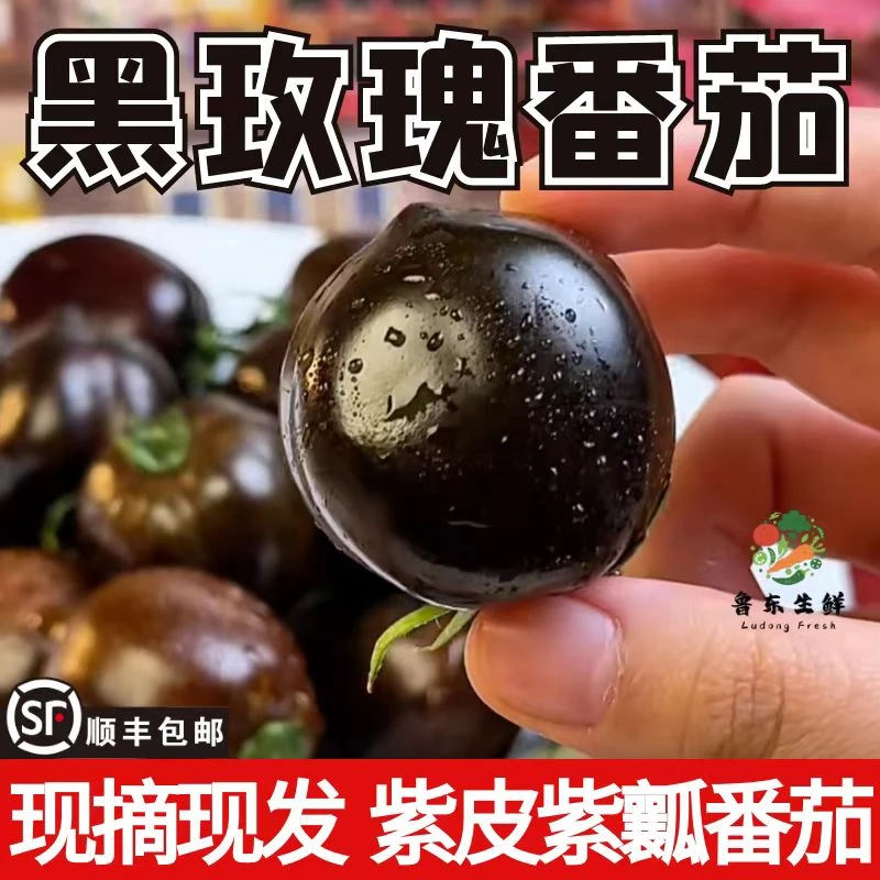 【寿光番茄】黑玫瑰番茄墨明珠花青素紫龙樊圣女果小柿子非转基因
