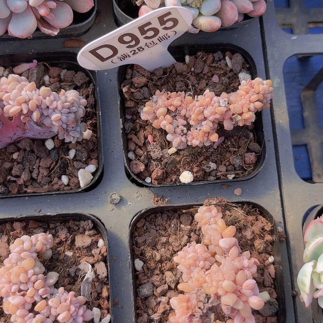 D955雪精灵一物一拍