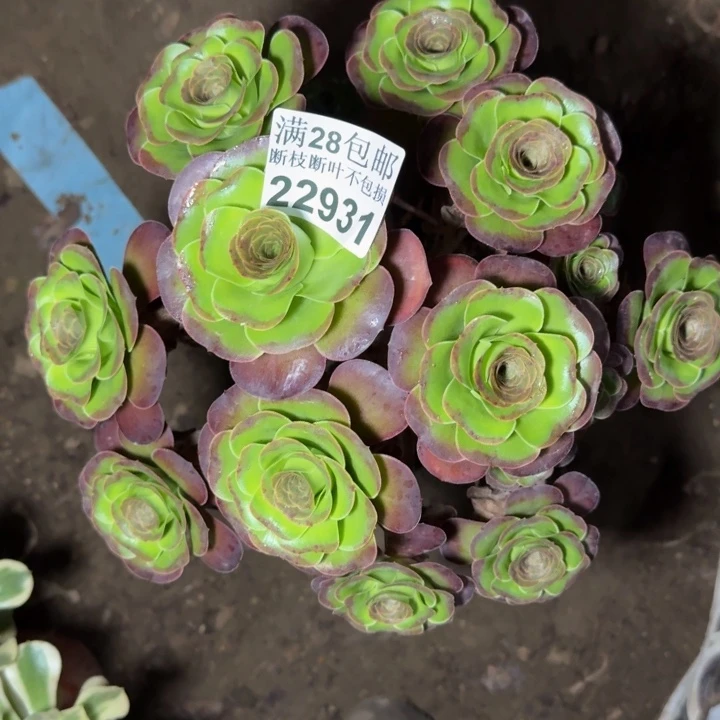 22931魅金玫瑰多肉植物