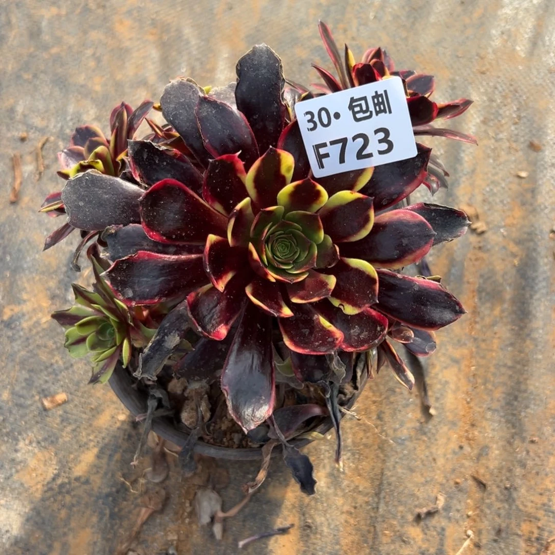 723欧嘉莉多肉法师