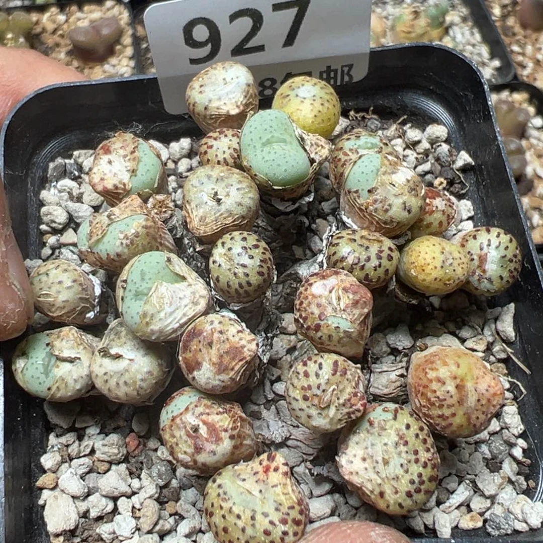 【闪购商品】 927。