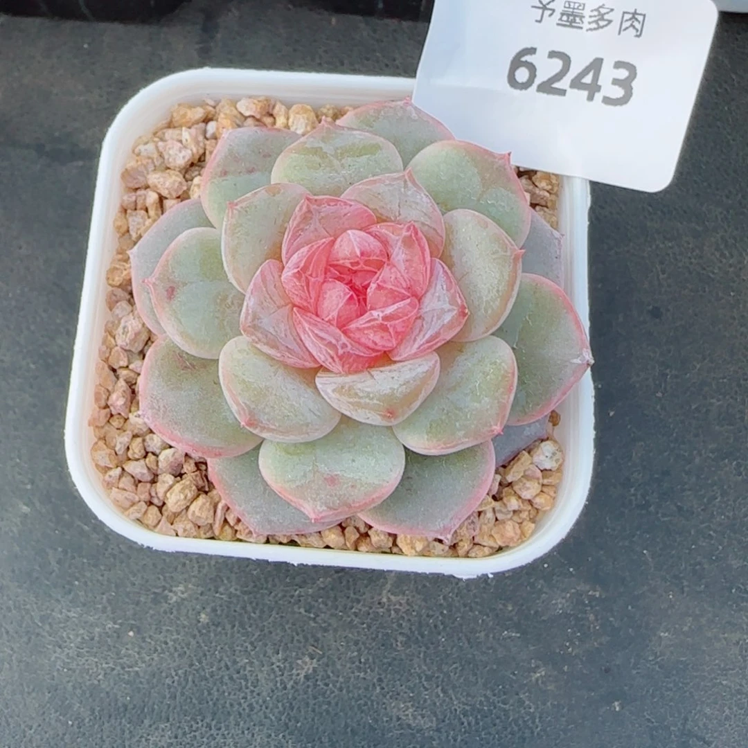 孤品，6243多肉植物