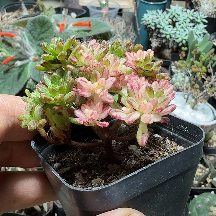 697小人祭锦带盆发货