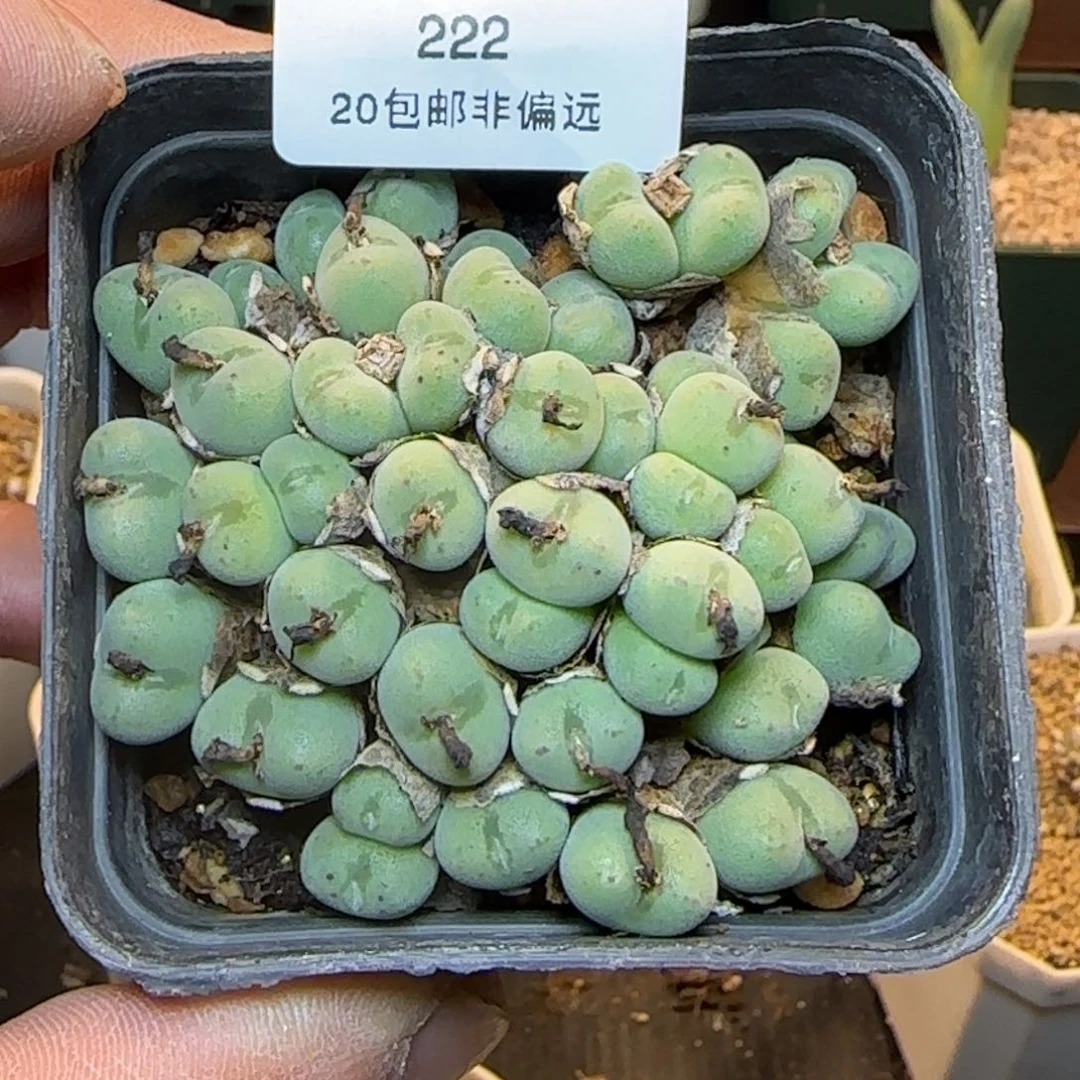 毛口滴。