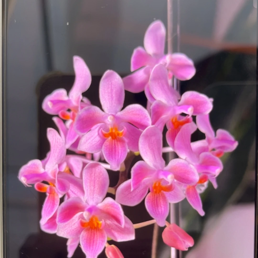 无花朵2.5寸eq交苏拉威西苗