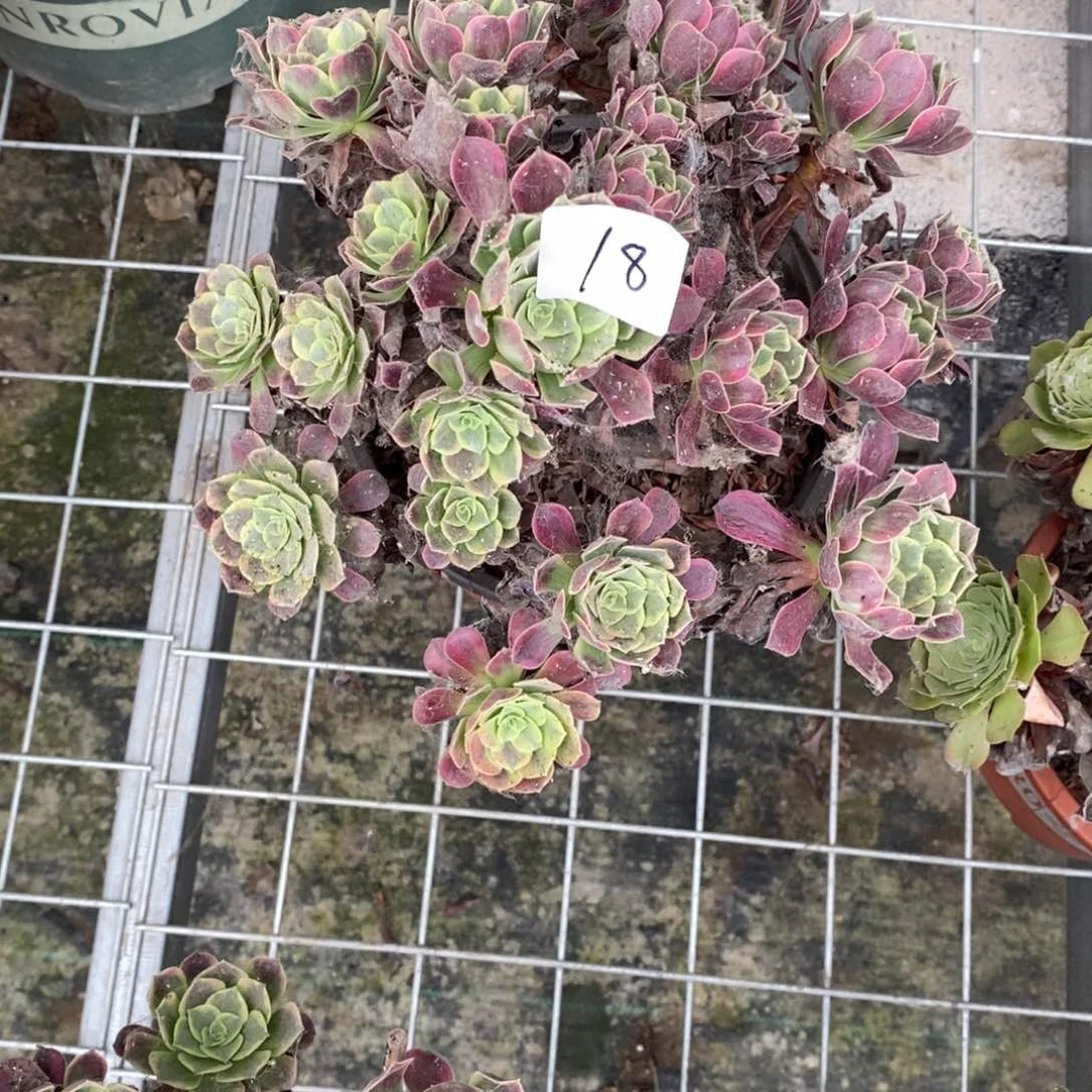 多肉植物组合拼盘18