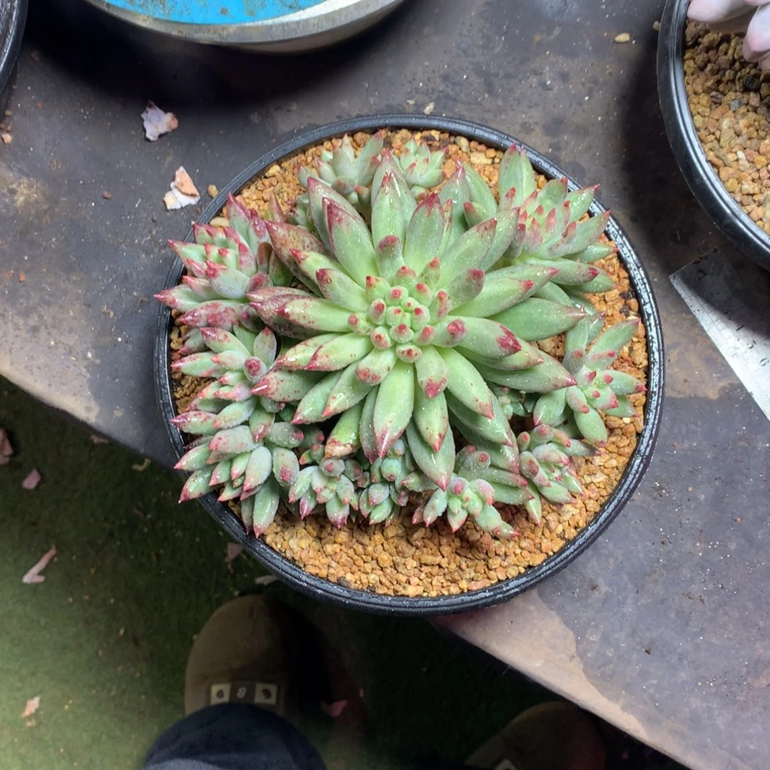 二代虞15头完美手捧