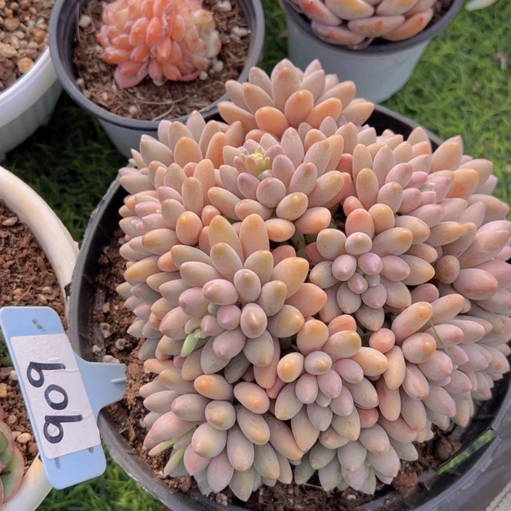 健健康康平平安安