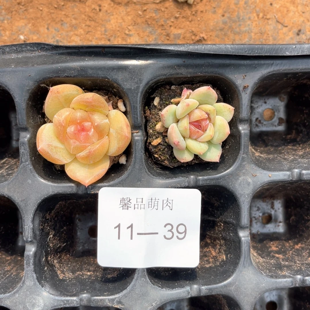 多肉一物一拍11-39