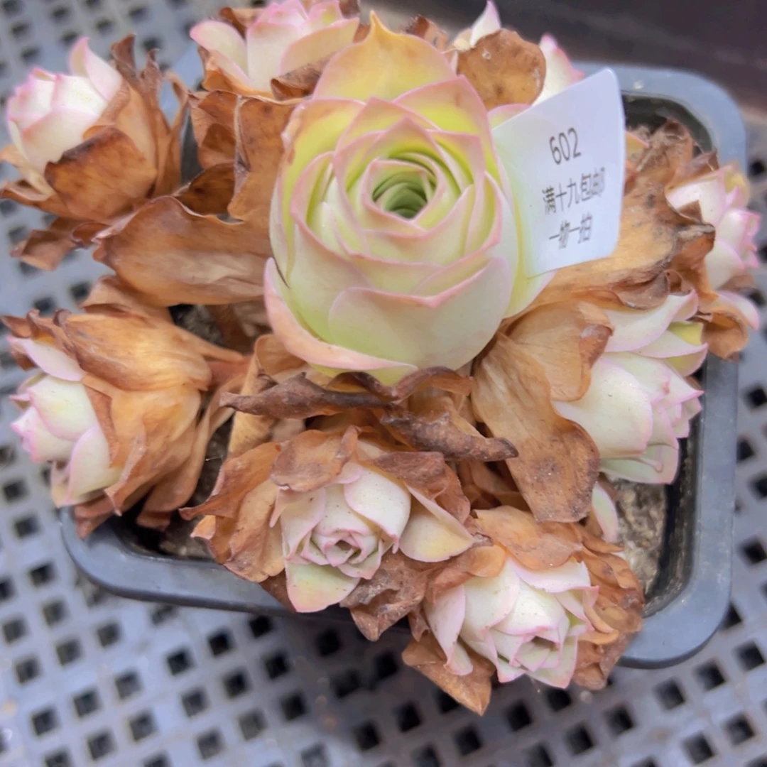 602 带盆土发无售后