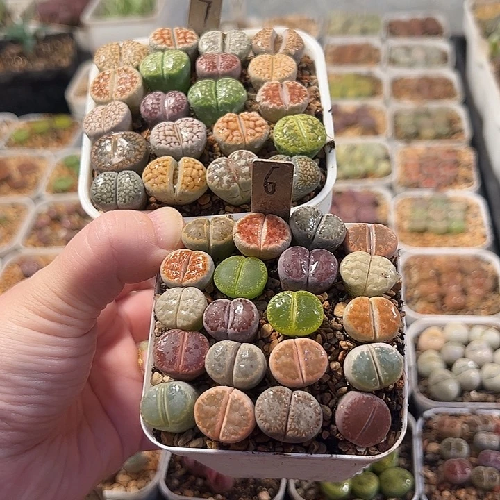 爱石阁生石花一物一拍