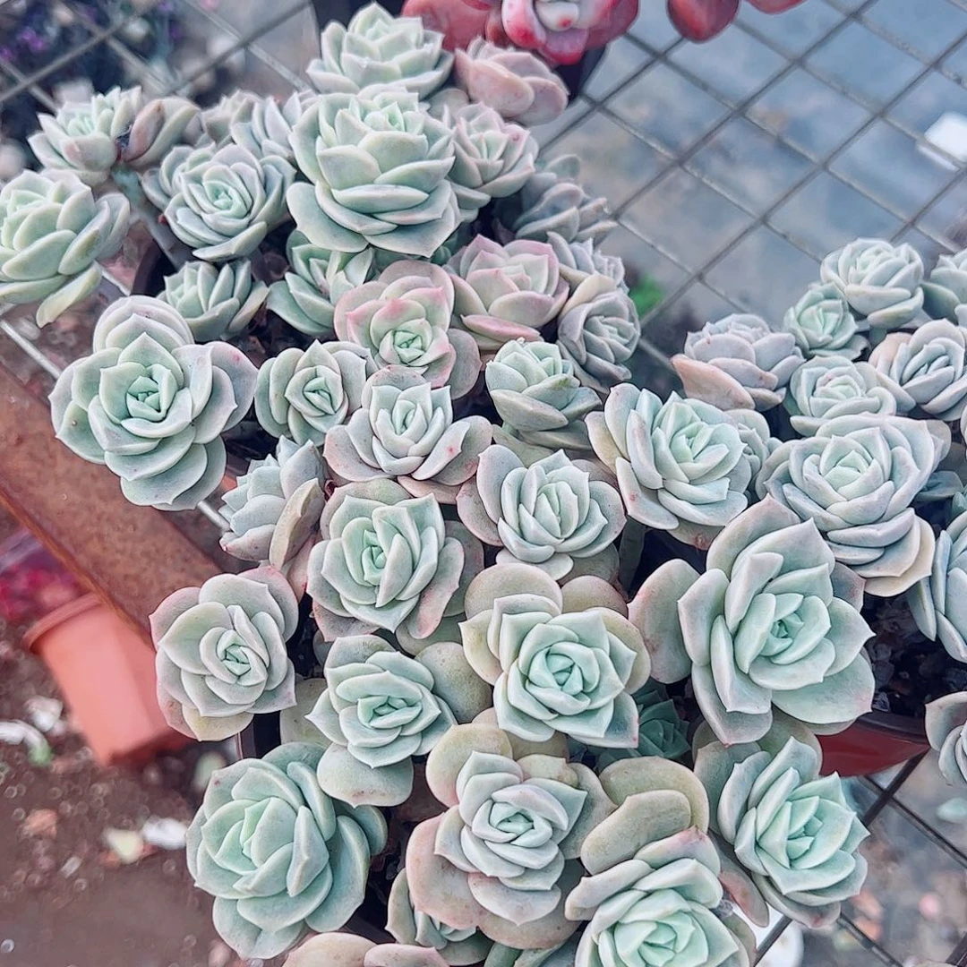 可爱玫瑰散装带盆土十头起发