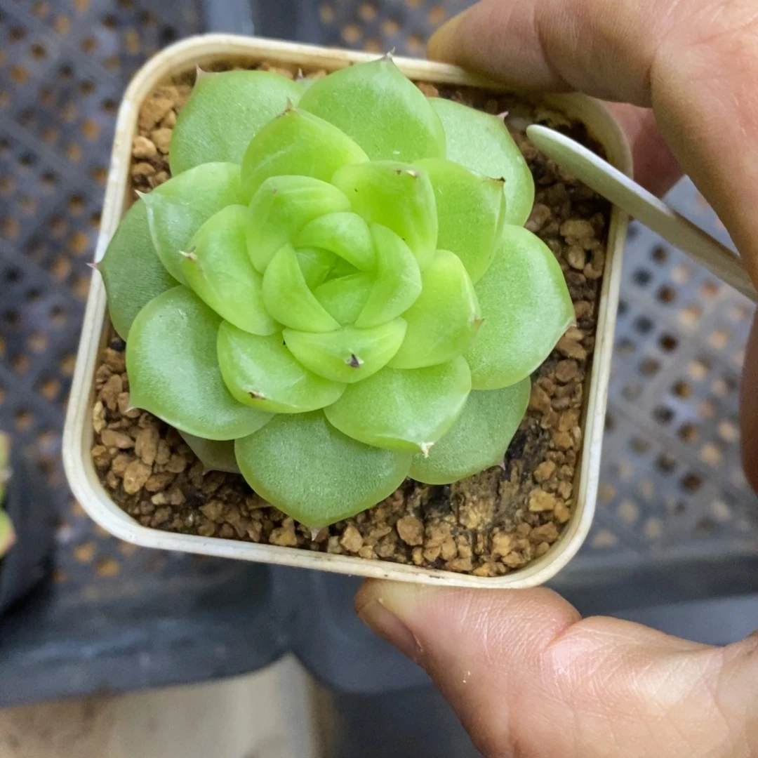 精品多肉一物一拍不包整245