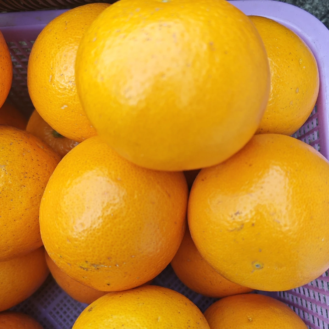 冰糖橙（九分甜）大果，酸甜可口，汁水充足。非常好吃