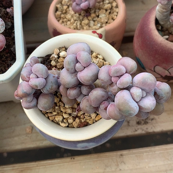 小***格兔区咯哦哦哦哦哦