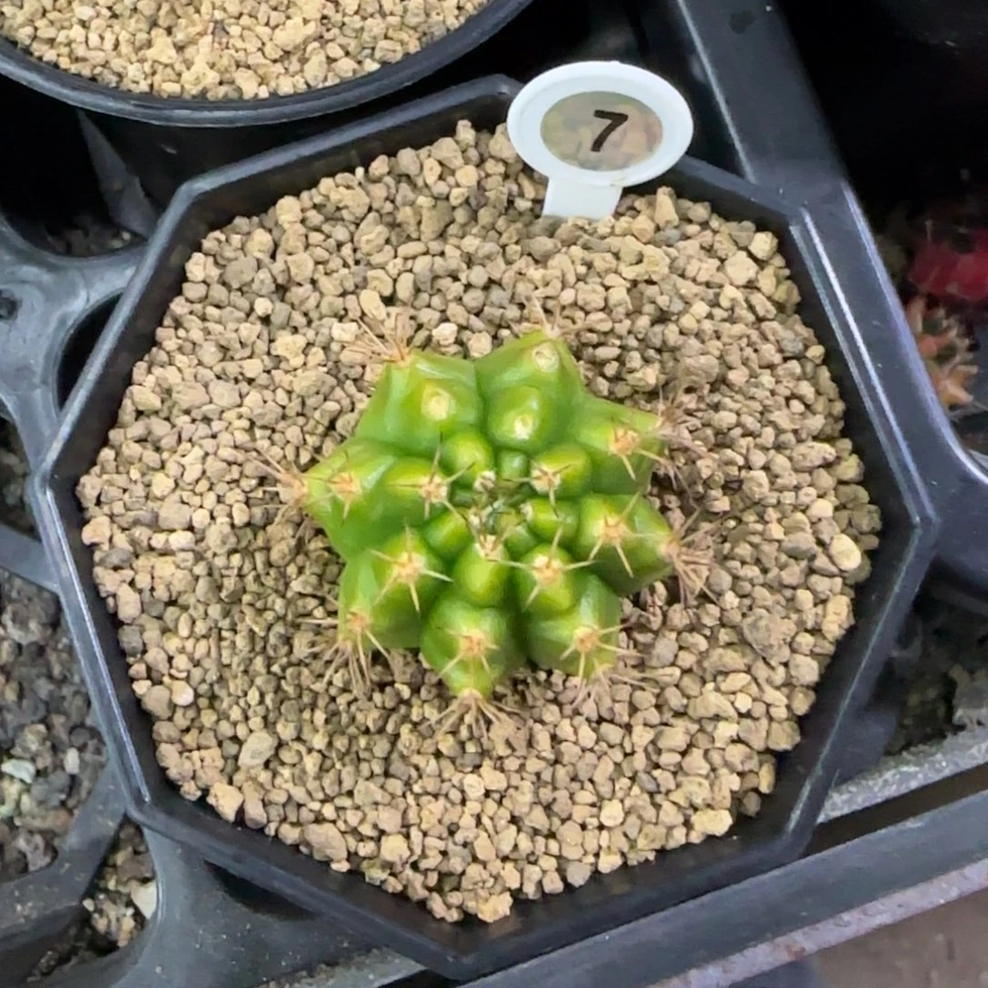 名品侧芽带盆土发货