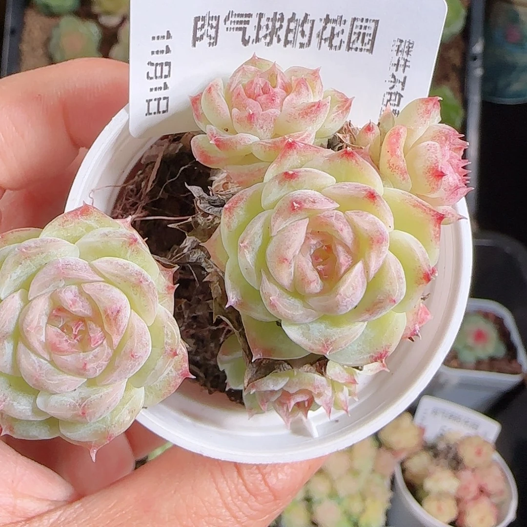 1101-54麦秆优选不包整