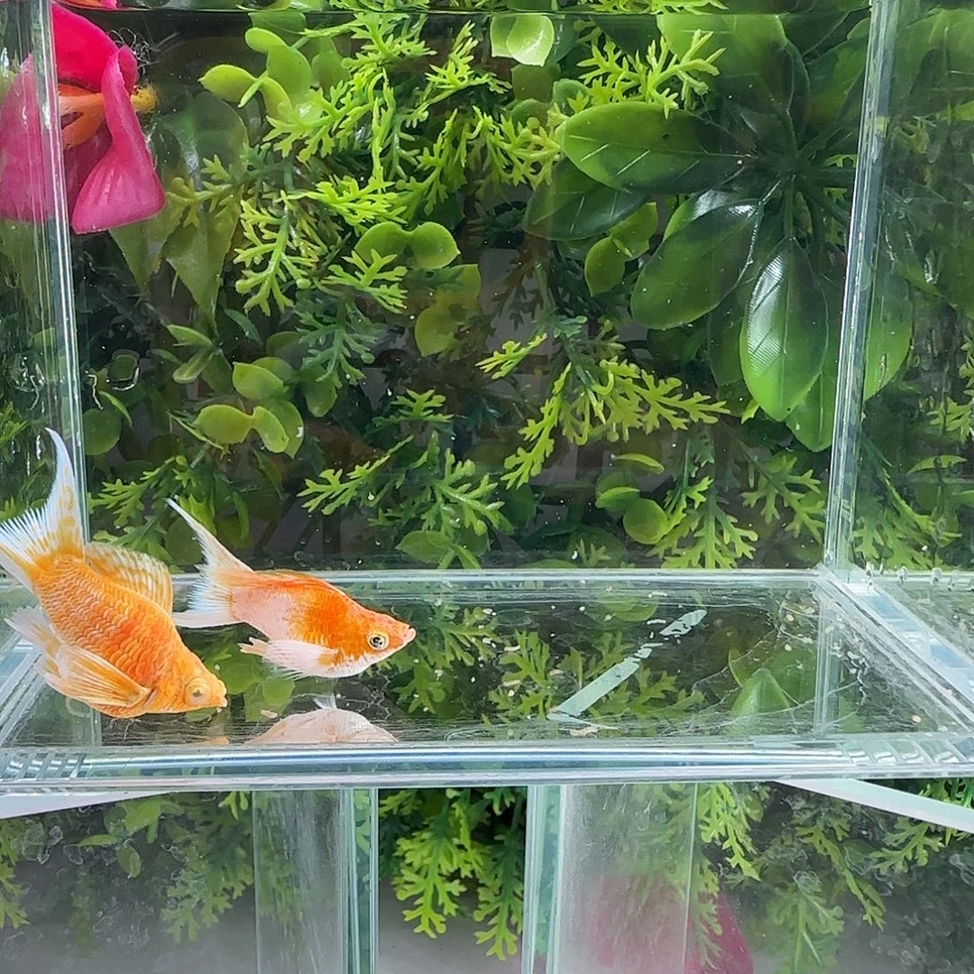 孔雀鱼黄金樱花一对