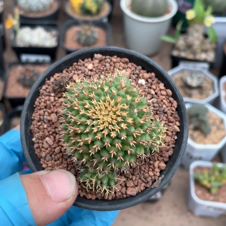 125短豪刺琴丝仙人球