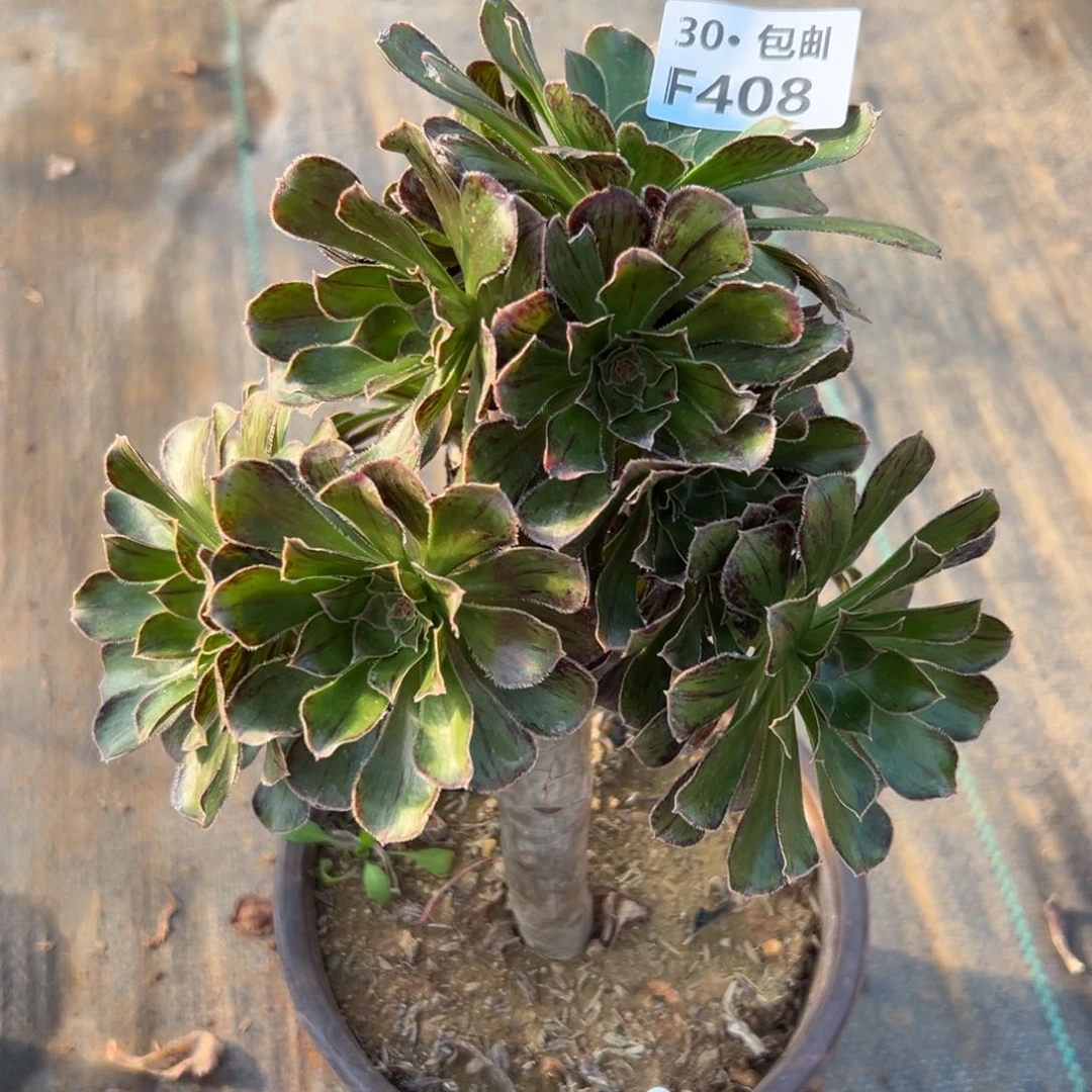 408拉丝锦多肉法师