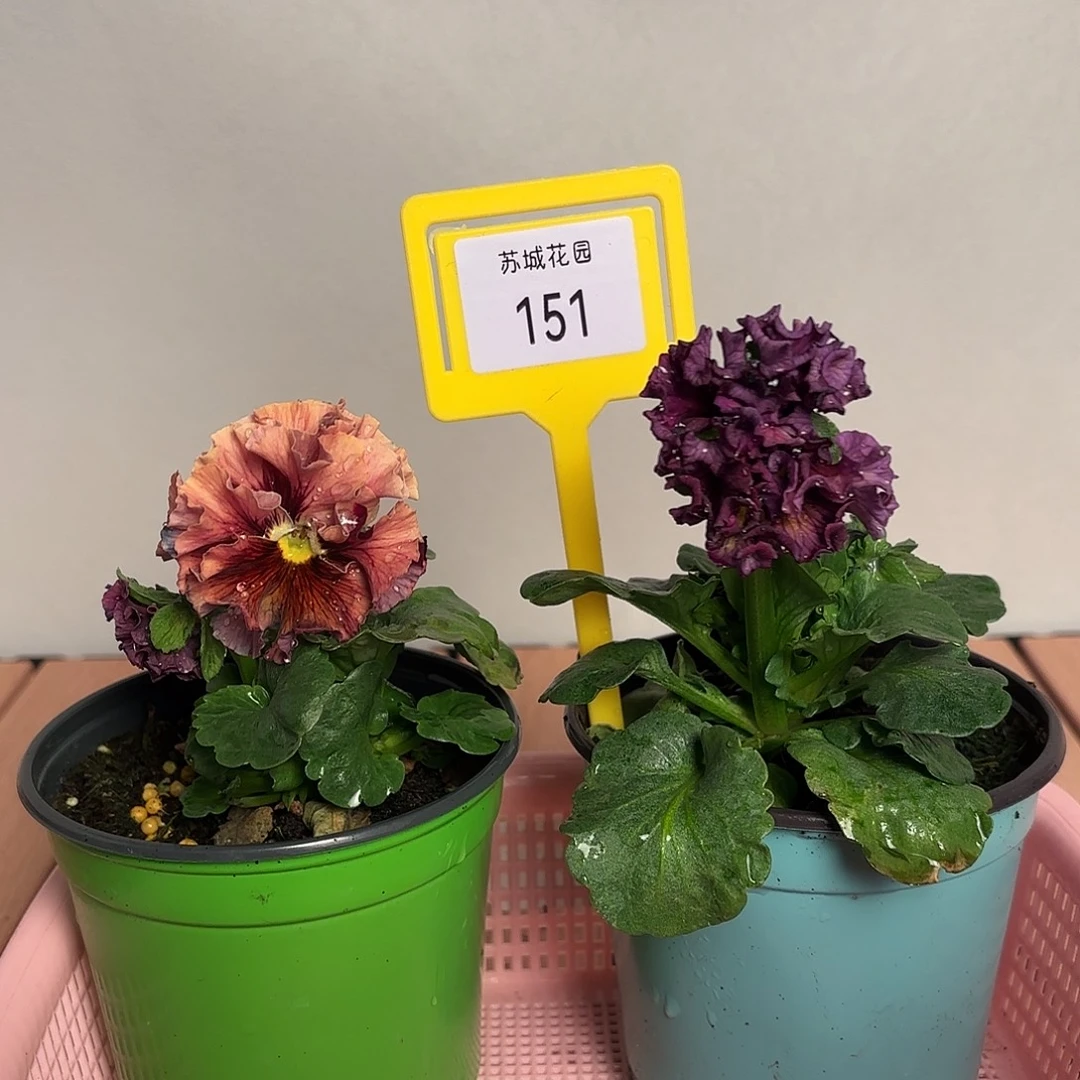 大部分开放少量花苞151