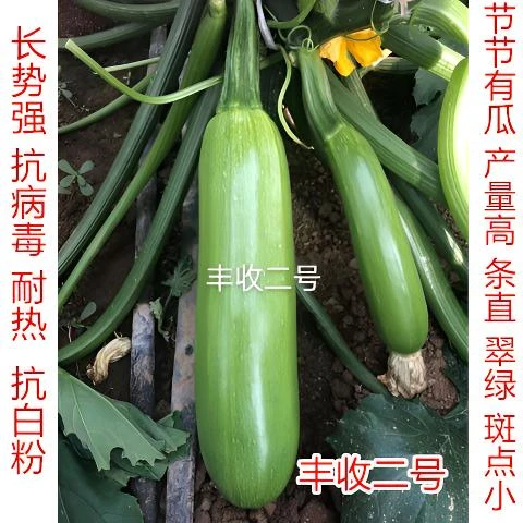 西葫芦种子耐热西葫芦种子抗病毒西葫芦种子西葫芦苗小角瓜苗