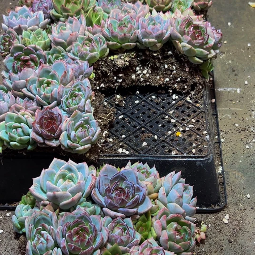 580量拍一盒20颗发货多肉