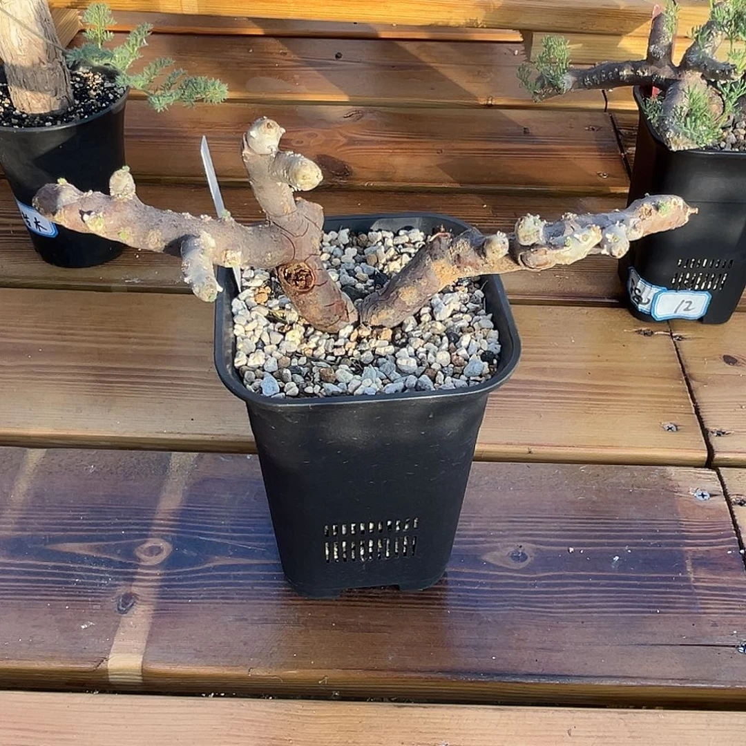 产地黑皮月界，白花，鹿角造型