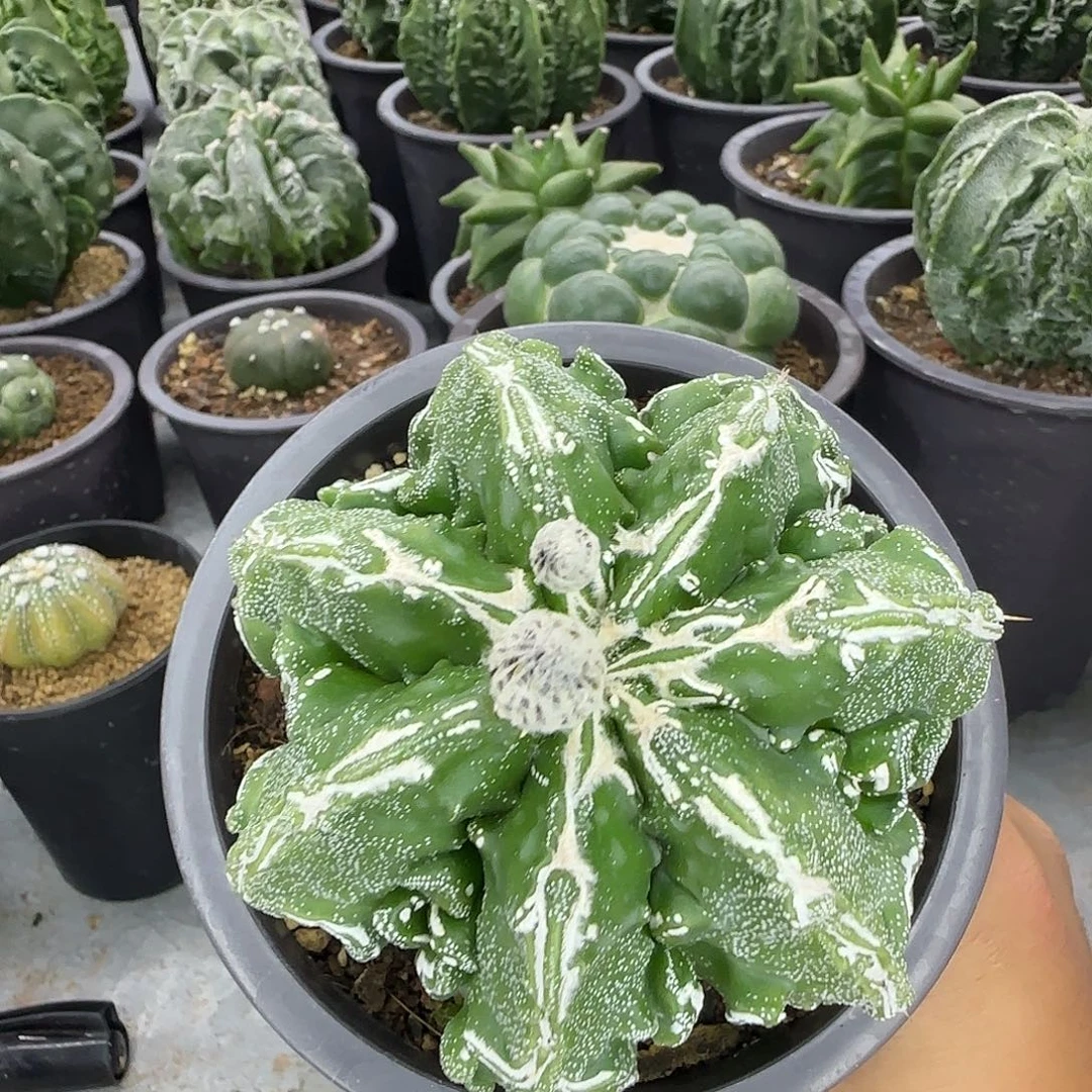 核桃鸾凤玉实生根037