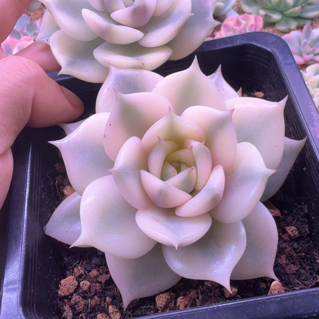 李***蕊无花朵李冰蕊 贝加尔湖